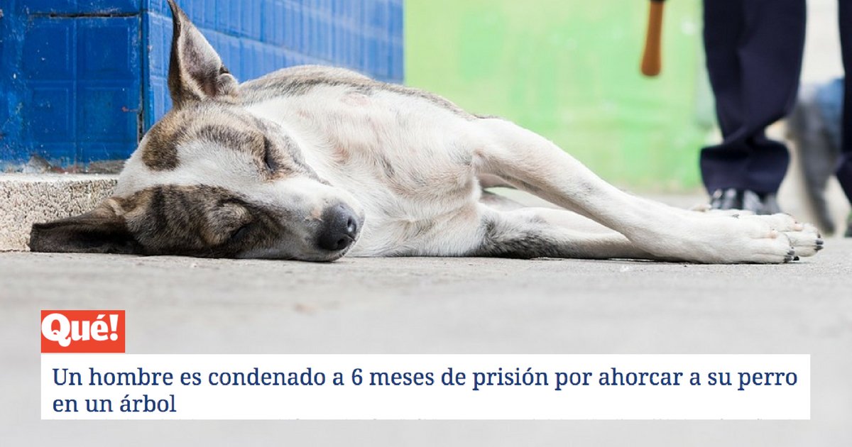 PartidoPACMA's tweet photo. El Código Penal no ofrece justicia a quien la merece. ¡Trabajamos para que se castigue de verdad el #maltratoanimal! https://t.co/orCtLrRISi https://t.co/rGKTAvku4F