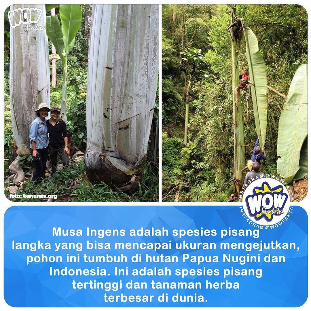 ift.tt/2ycAXCx Kita semua tentu telah mengenal pisang, baik buah maupun pohonnya. Pohon pisang bisa dikata…