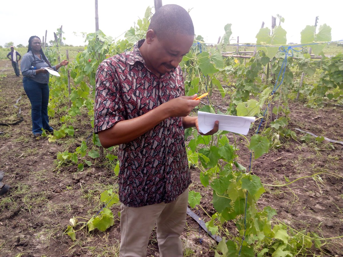 HortifreshWA's tweet image. #GhanaVegUoGFarmerFieldDay #FieldObservation #AddressingSPSChallenges #OkraPepperGardenEggsAuberginesGourds @NLinGhana @GhanaVeg