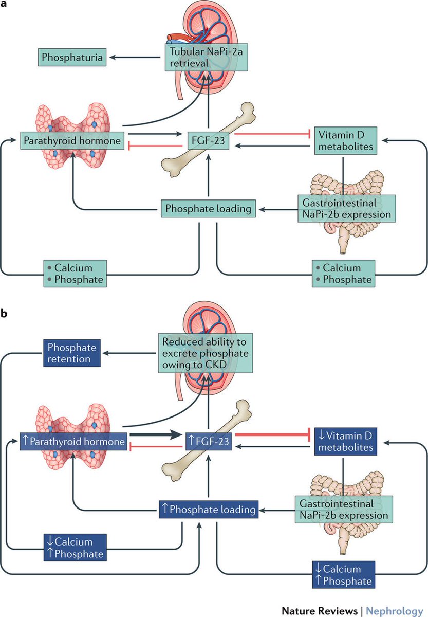 NatRevNeph's tweet image. Discussion of strategies for targeting #hyperphosphataemia  in chronic kidney disease go.nature.com/2i2Yu2f @ERAEDTA