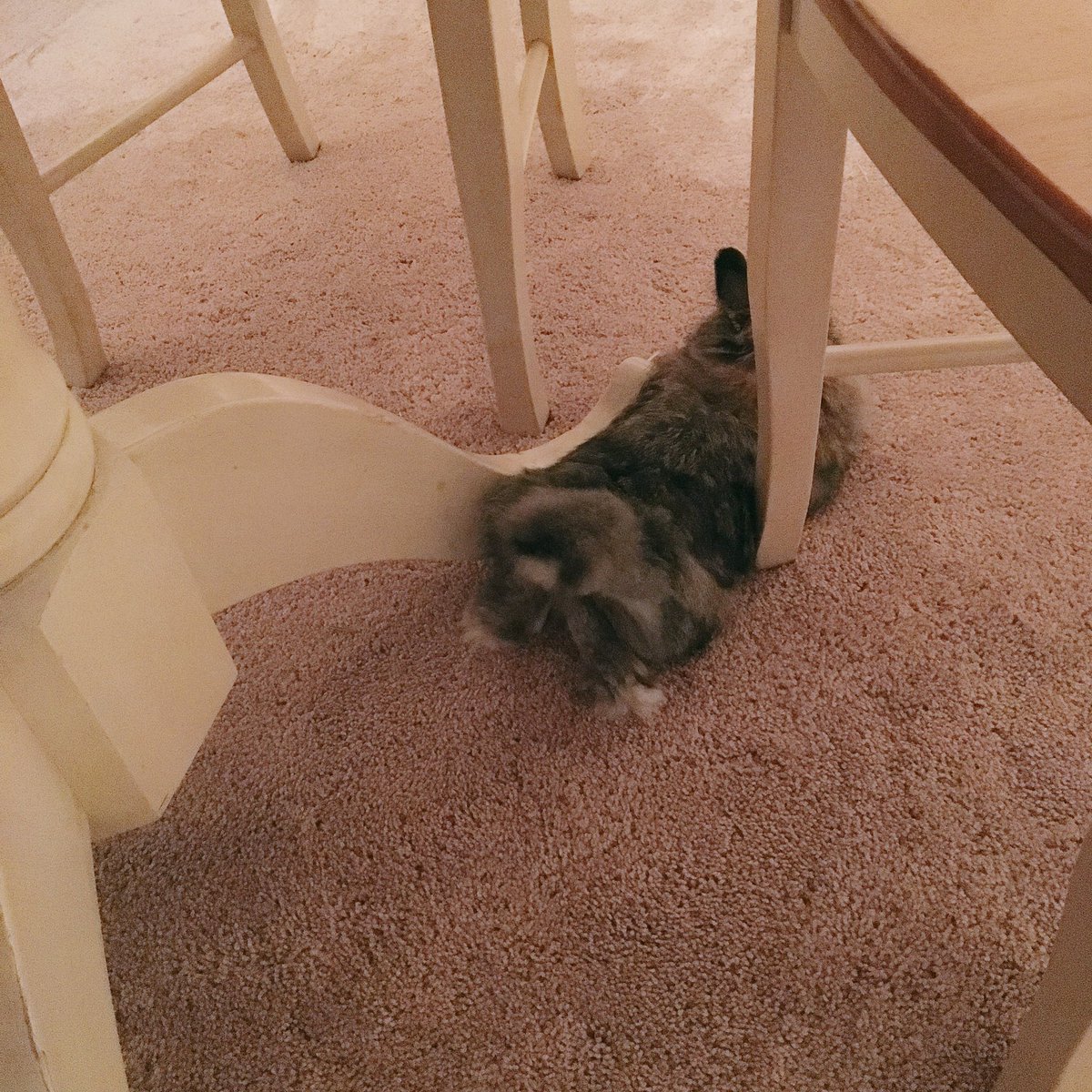 rocksANDglitter's tweet photo. CLEARLY the most comfy seat. Squished in between the table + chair @bunniesdaily #cuddlein ๐ฐ https://t.co/tdK47iR5UB