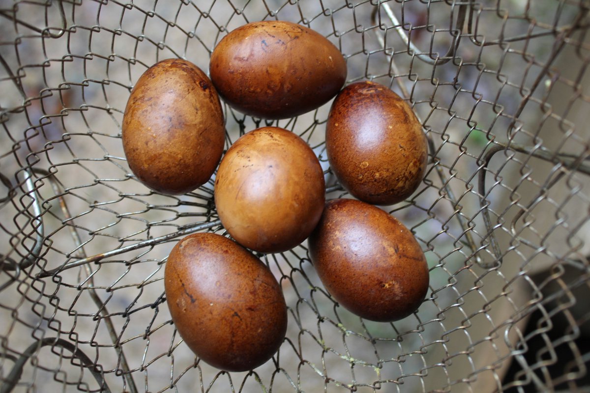 Elsewhere_Farm's tweet image. What happens when you smoke farm-fresh eggs? This beautiful patina appears (the eggs taste pretty good too;) #eggs #smoker #homesteading