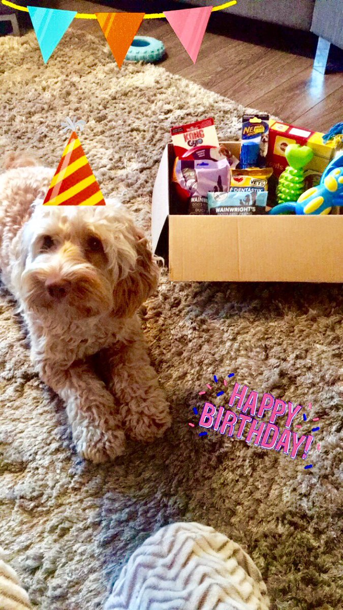 BoglebrigDogs's tweet photo. Copper's 1st Birthday 🎉🎂 #Boglebrig #DogBirthdays https://t.co/UTHz8w2Sa9