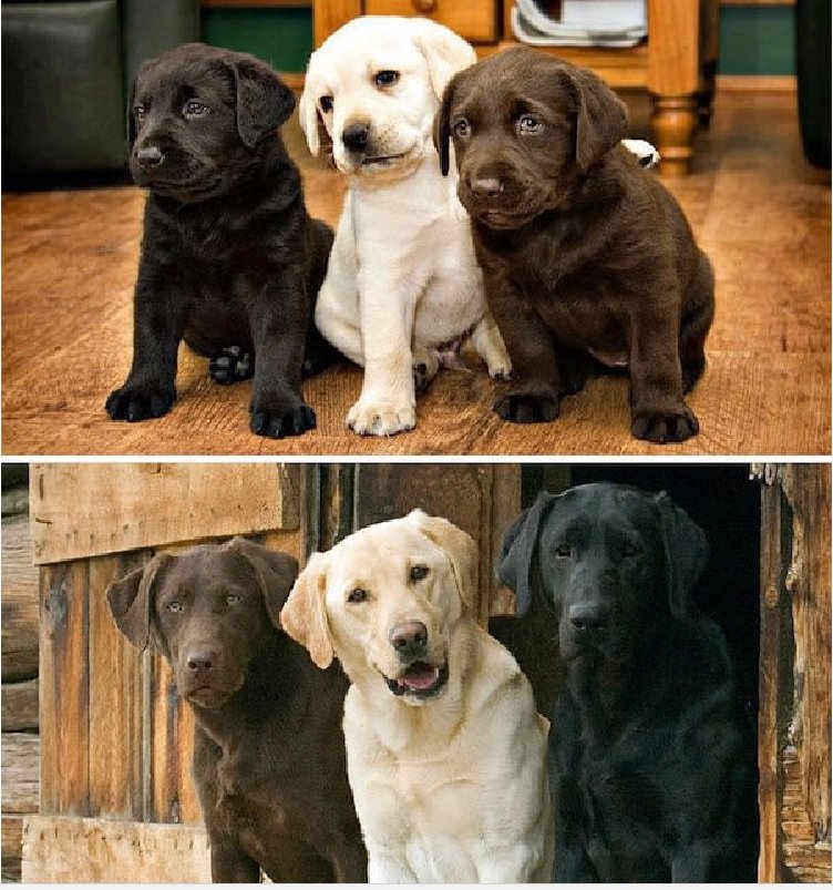 Pics of animals growing up together. Courtesy of brainlaugh.com. A big ‘Aaaaah’ now! See them here: ow.ly/rUsy30fFwsc
