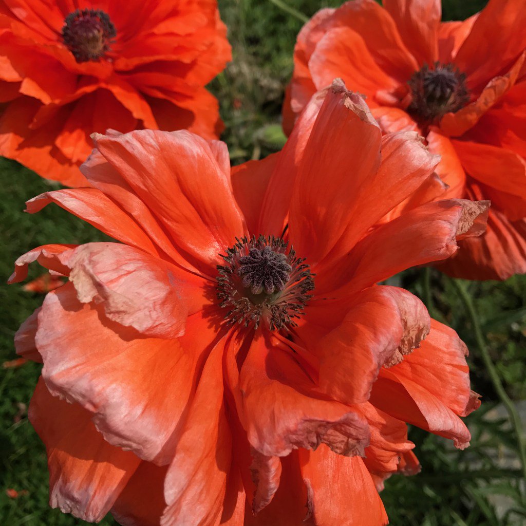 Shedding Hair and Shedding Fear howtohairgirl.com/2017/10/shaved…