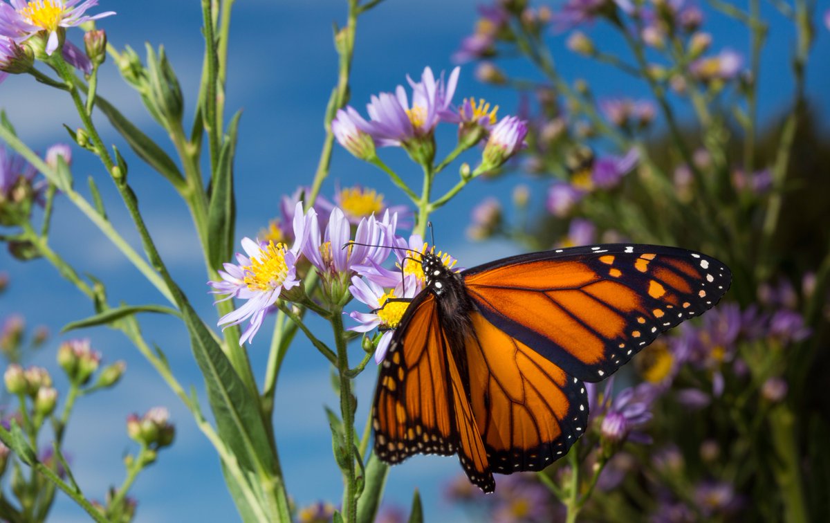 smithcollege's tweet image. Something a little different: three portraits of the @SmithCollege Botanic Garden's smallest visitors this morning.