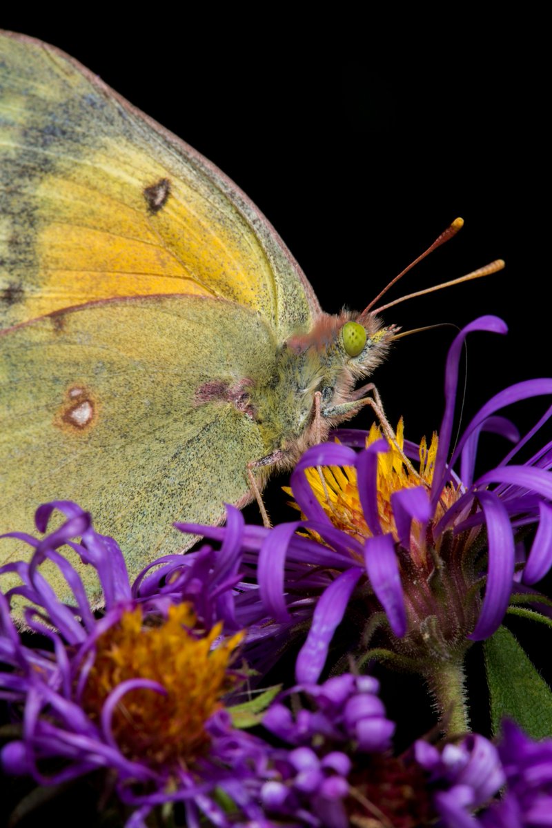 smithcollege's tweet image. Something a little different: three portraits of the @SmithCollege Botanic Garden's smallest visitors this morning.
