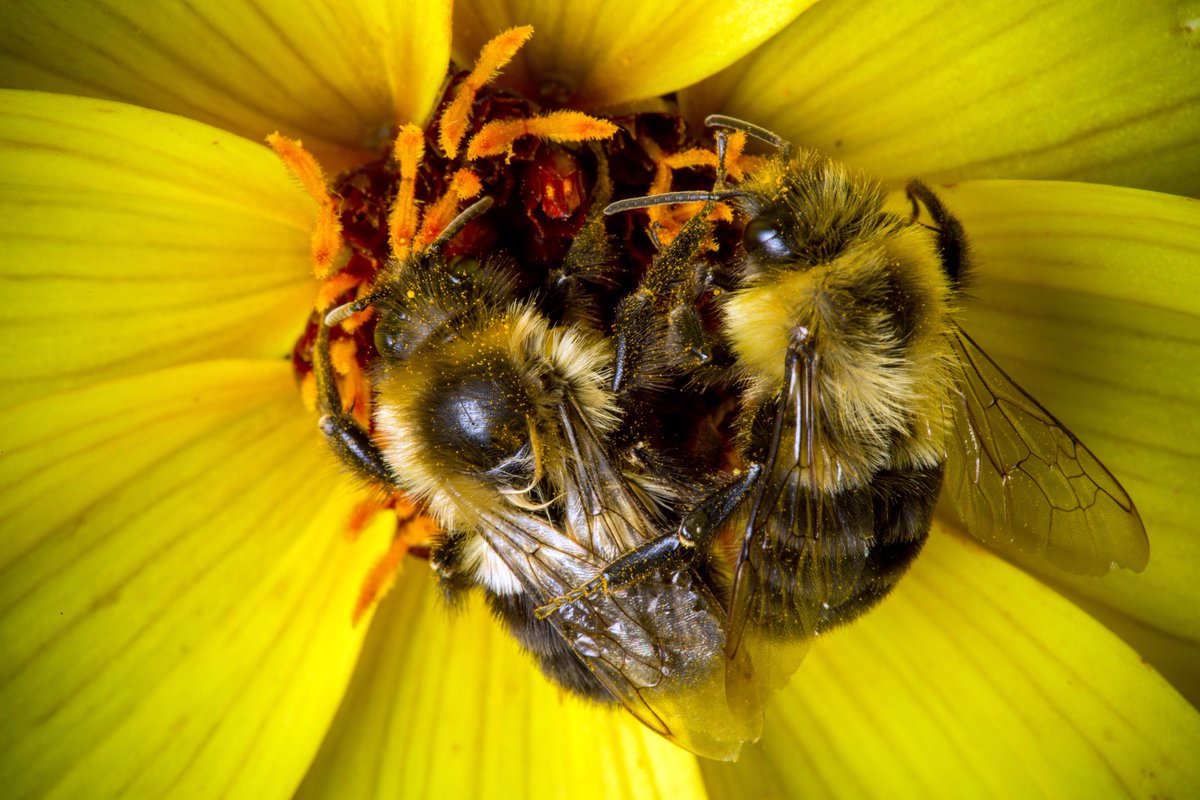 smithcollege's tweet image. Something a little different: three portraits of the @SmithCollege Botanic Garden's smallest visitors this morning.