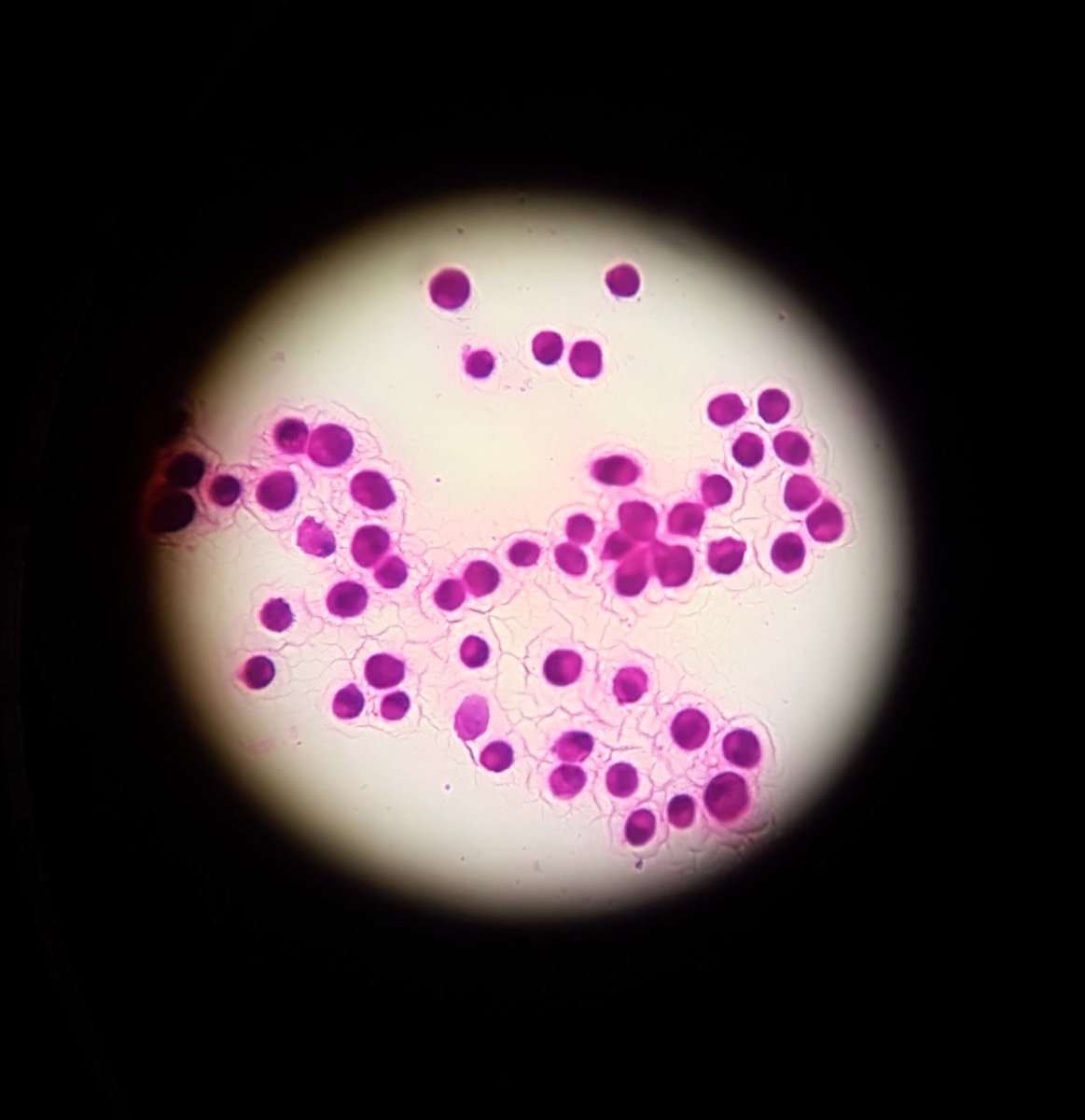 Smritee Dabee tweet media