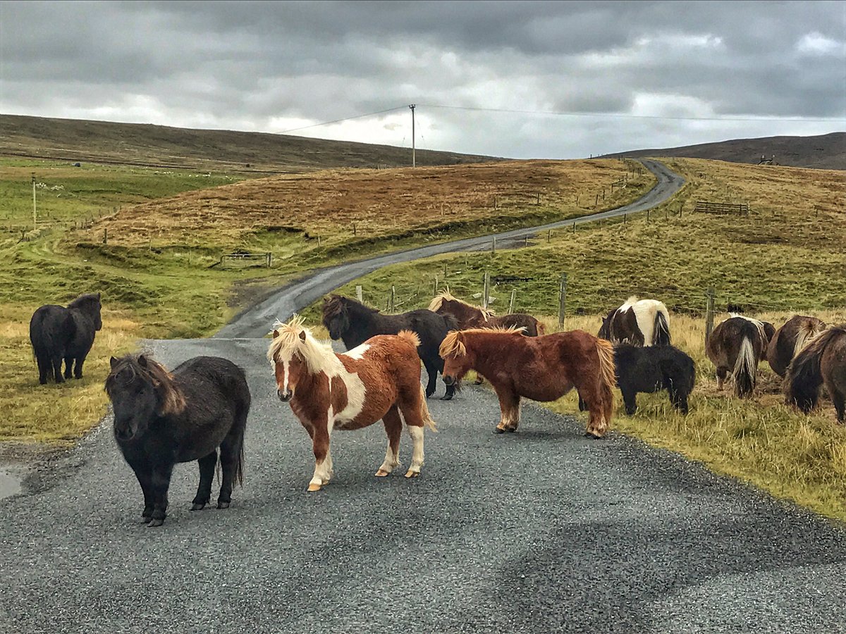 travelwithakilt's tweet image. Best. Traffic jam. Ever. #Shetland #Scotland