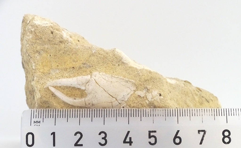 ForeshoreFossil's tweet image. Crab Claws In Rich Sandstone Matrix (Italy)  0223 - Lovely examples:

foreshorefossils.com/product/crab-c…

#LoveFossils #MotherNature at her best!