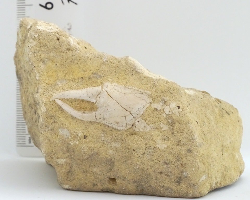 ForeshoreFossil's tweet image. Crab Claws In Rich Sandstone Matrix (Italy)  0223 - Lovely examples:

foreshorefossils.com/product/crab-c…

#LoveFossils #MotherNature at her best!