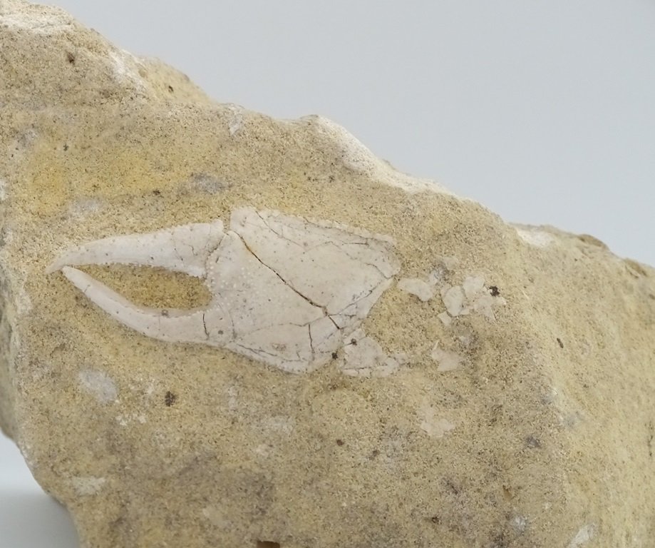 ForeshoreFossil's tweet image. Crab Claws In Rich Sandstone Matrix (Italy)  0223 - Lovely examples:

foreshorefossils.com/product/crab-c…

#LoveFossils #MotherNature at her best!