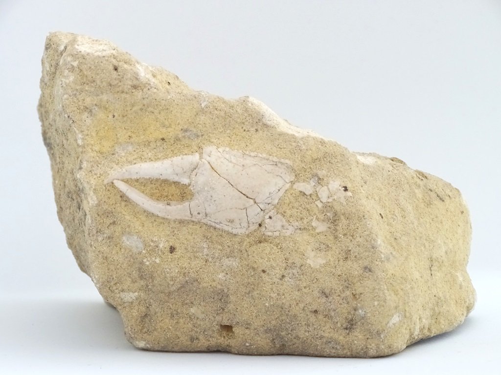 ForeshoreFossil's tweet image. Crab Claws In Rich Sandstone Matrix (Italy)  0223 - Lovely examples:

foreshorefossils.com/product/crab-c…

#LoveFossils #MotherNature at her best!