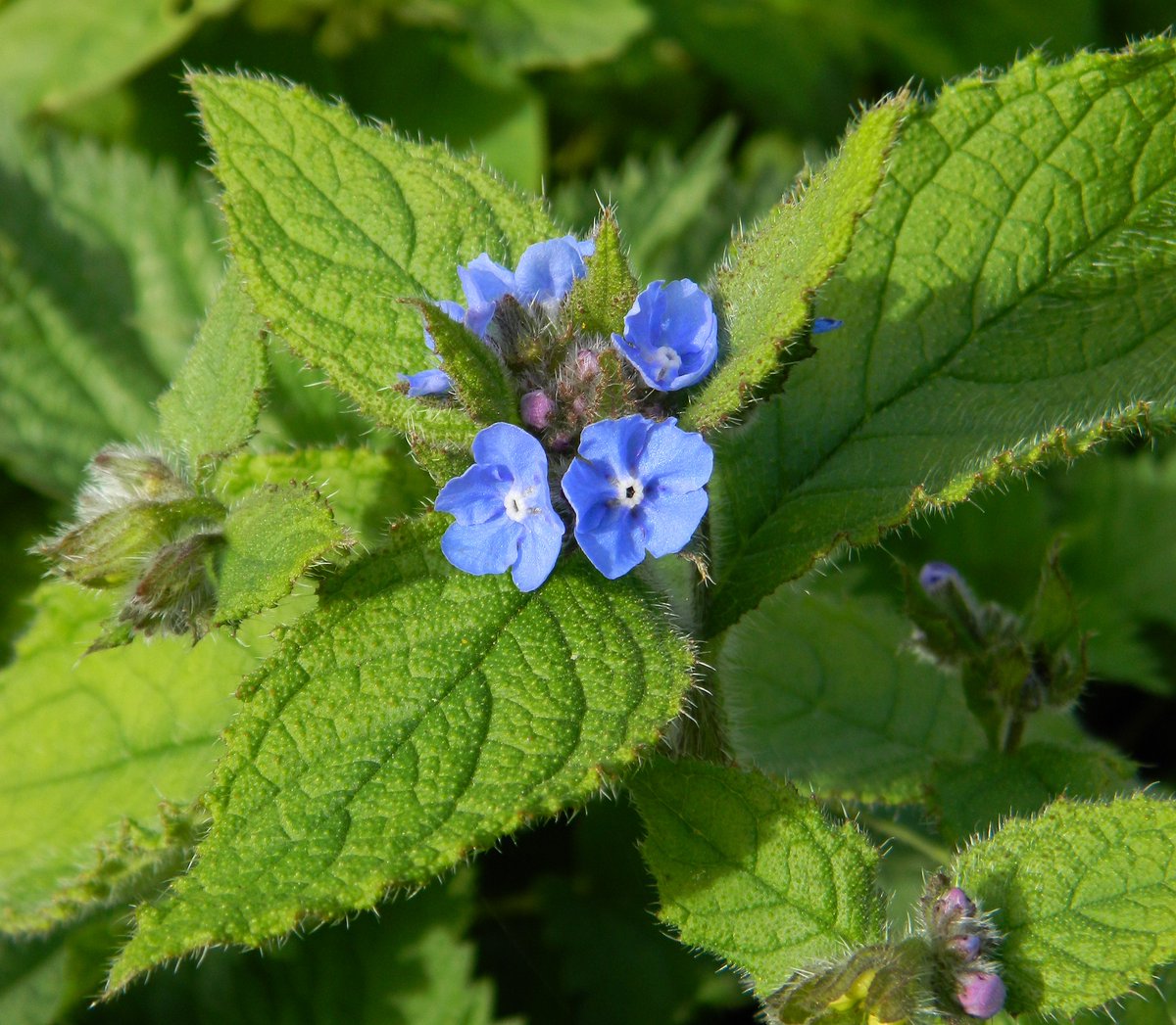 Reefpaths's tweet photo. Normally seen in #Spring at our locale of #TunstallHills but Sky-blue flowers &amp; unopened buds of Green Alkanet (Pentaglottis sempervirens) still blooming in October @THPG91 @BSBIbotany @Britnatureguide https://t.co/nVtKIFVFw7 https://t.co/kqWXhZkZdx