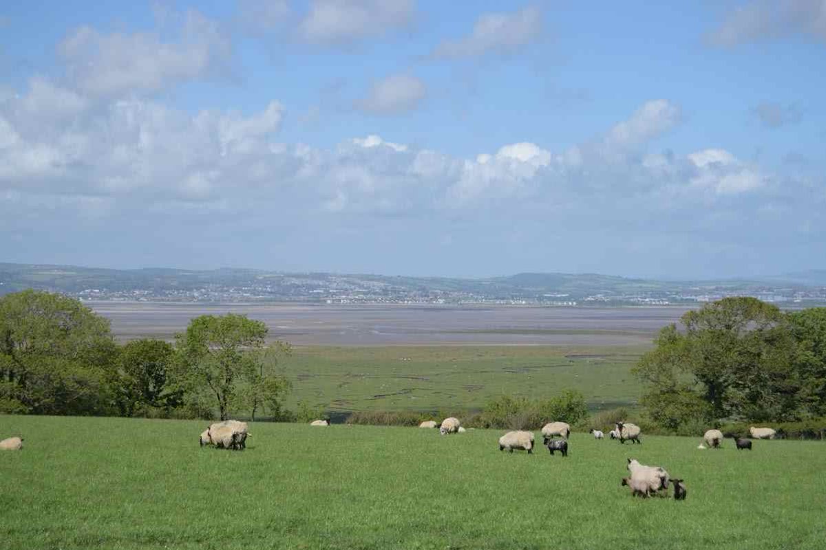 FILCOMARKET's tweet photo. All our Salt Marsh lamb is from Weobley Castle, Gower. https://t.co/pjw3njFsQ5