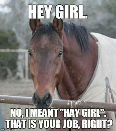 Please donate. Horses make great therapy for veterans. bit.ly/1RH93i8