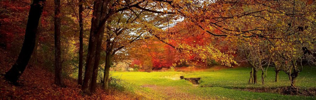 Loucas_8's tweet photo. Utiliser l’automne efficacement ! https://t.co/SUcIgQ3tve https://t.co/SE2T86mEmX