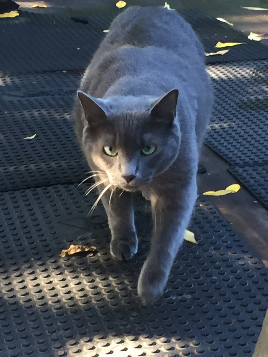 floofontheroof's tweet photo. Good morning world, we are on the roof looking as handsome as ever. https://t.co/VYhHnSrxoI