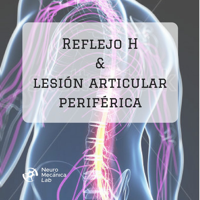 neuromecanica's tweet photo. El óptimo funcionamiento del músculo esquelético depende de... --> https://t.co/t5SUJCWyJ0 #fisio #fisioterapia #entrenador #pt #mts2017 https://t.co/pxek6TaQa4