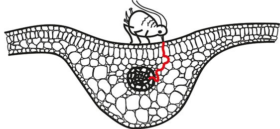 umeauniversity's tweet photo. Protein restricts sap uptake by aphids https://t.co/gxjC0gCJsx #aphids https://t.co/zbAb53wJft