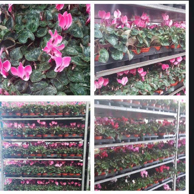 GTF Preston tweet media