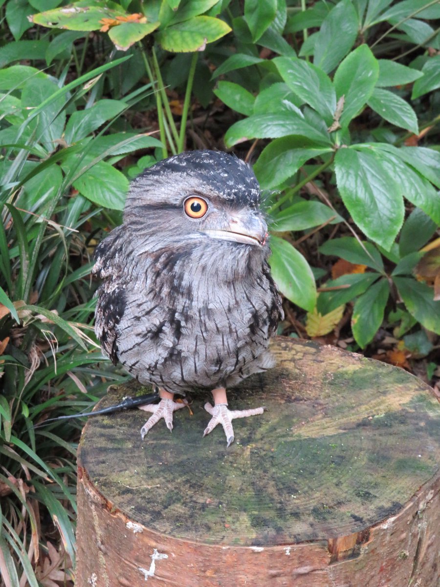 secretowlgarden's tweet photo. Kermit enjoying a private experience! This little guy is doing great! #secretowlgarden #kermit #findtheowls #tawnyfrogmouth #findyourepic https://t.co/c37WhZ43IL