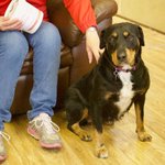 Photo by Three Counties Dogs (@3CountiesDogs)