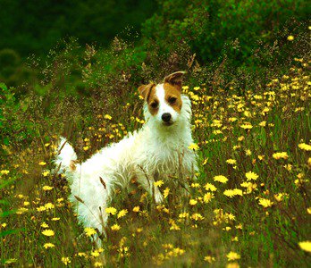 PetSavers_UK's tweet photo. We raise money to fund studies to find cures and treatments for pet illnesses #CharityTuesday ##LookinAfterTheNationsPets #PetCrazy https://t.co/w6EONojs67