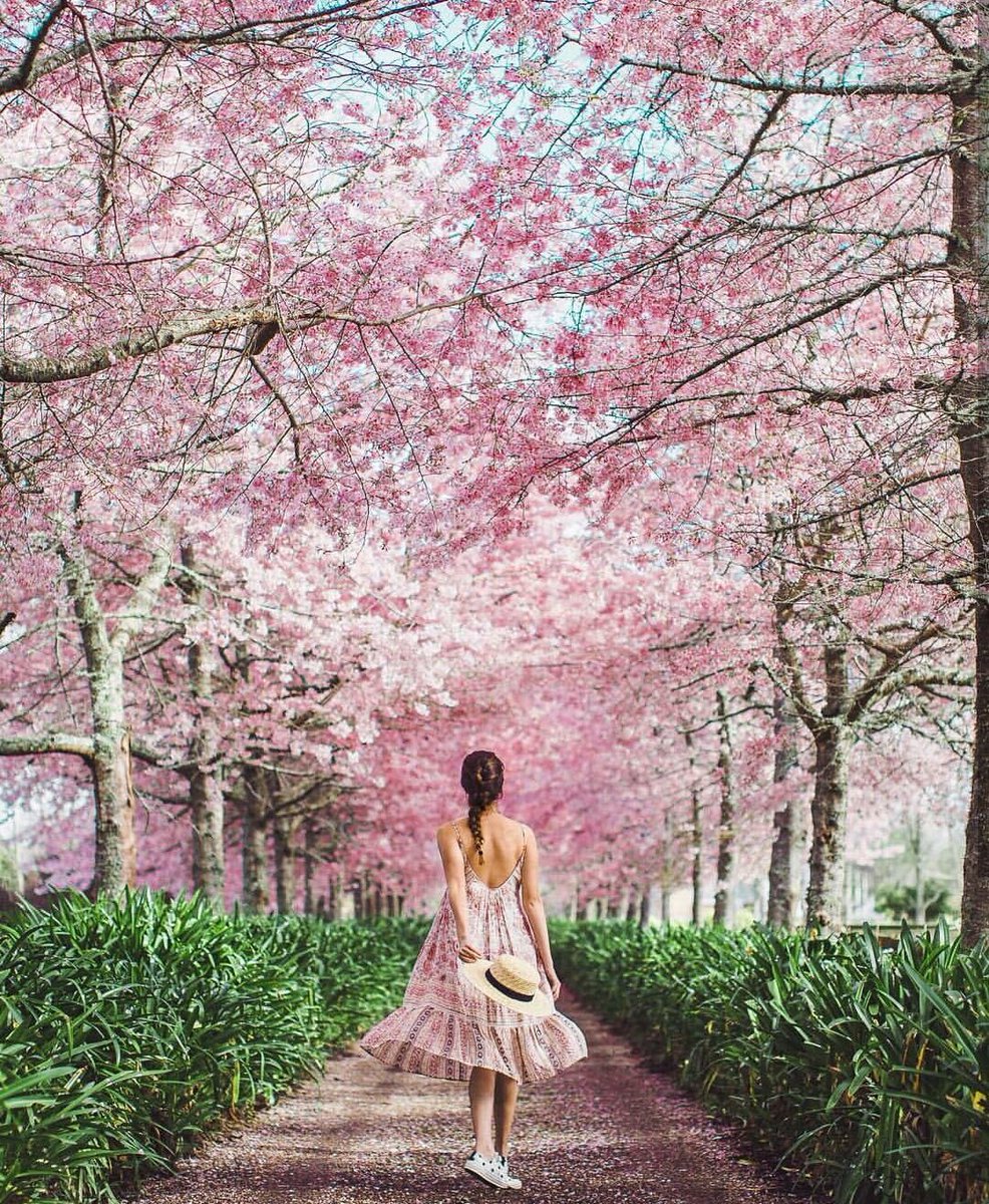 Touring Treasures On Twitter A Spring Stroll Never Looked So Gorgeous This Is The Waikato Cherry Blossom Festival In Newzealand Photo Jarrad Seng Https T Co Osxfkt8k8d,Design Kitchen Online Free