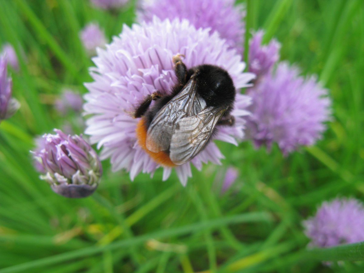 WokingLocalFood's tweet image. Our AGM is on 16th November at 7pm in @WWF_LPC, with talks on bees and pollinating insects, and great crested newts! wokingla21.wordpress.com/2017/10/10/wok…