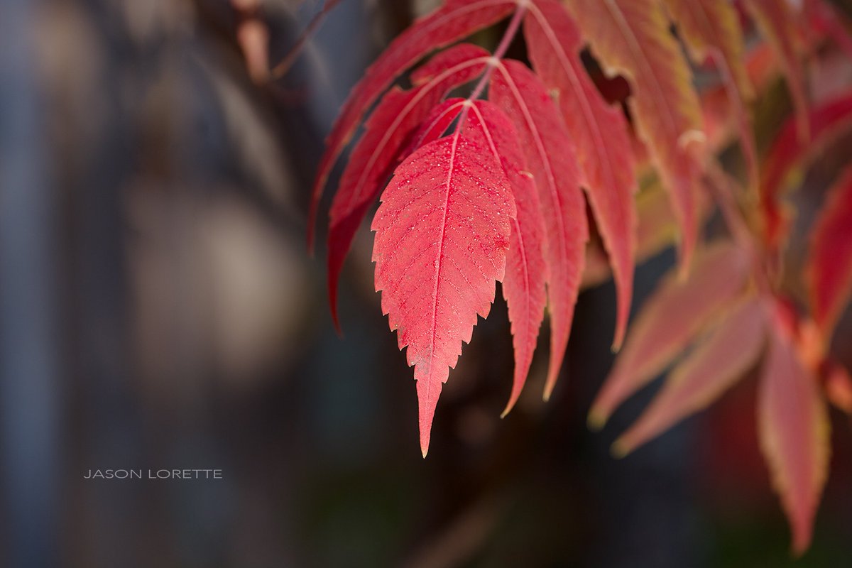 RefrainPhoto's tweet photo. There’s still time to book those fall photos! Individual portraits, couples, families...book now! #Moncton #photographers #portraits https://t.co/9YTn0vWbiz