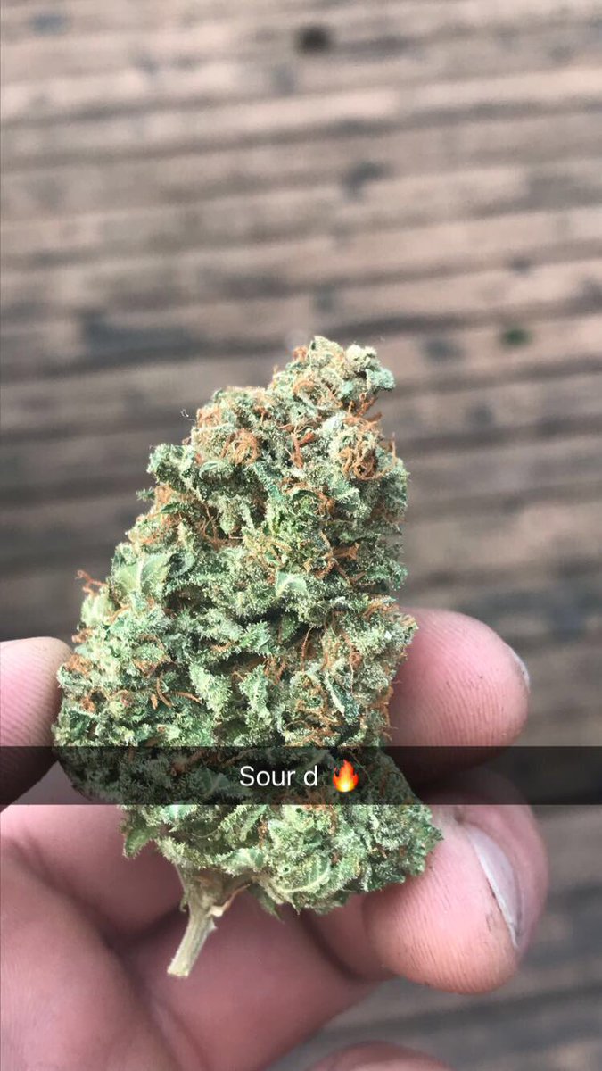 treeofgreens's tweet photo. Whatβs everyone smoking on? #sourdeisel #weedporn #kush4breakfast #marijuana #CannabisCommunity #smokeweedeveryday @stillblazingtho https://t.co/Z8SY3UFQDs
