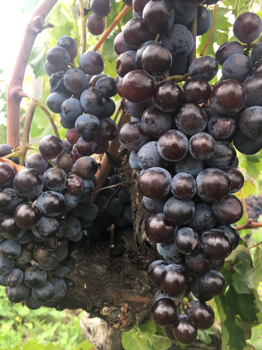 The Nectars of the gods #etna #nerellomascalese #terrazzedelletna #grapes #wine #redwine #vinorosso #natura #picoftheday #bestmoment
