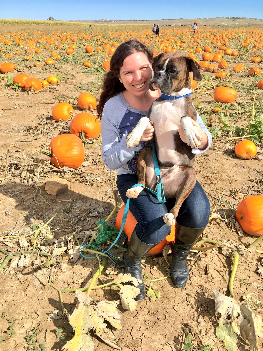 KatLarson17's tweet photo. 2016 vs 2017 - look how much Rex has grown! 😳 Love him tons. 💛 🎃 #ilovemyboxer #boxerobsessed @OwnedByaBoxer @BoxerBond https://t.co/fHHzRE2nz4