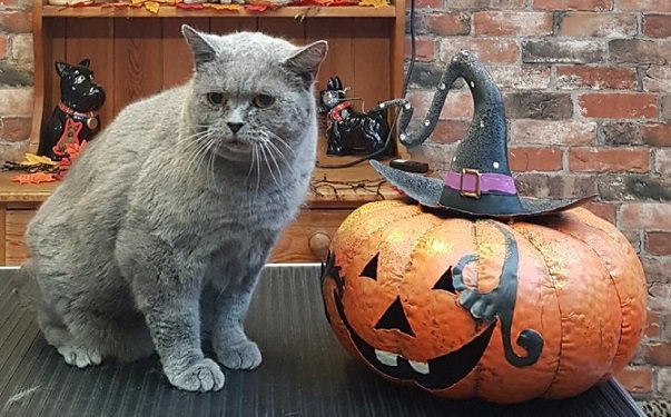 KernelKat's tweet image. Our #catoftheweek is Lizzie who's getting into the season by posing with her #pumpkin! Any other #cats getting ready for #Halloween?