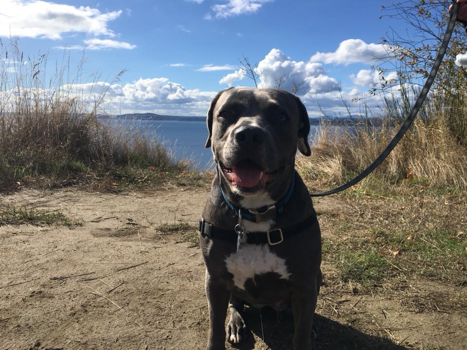 Happy Adopt-a-versary!
"Yesterday was our one-year Ruby-versary! Sspecial treats, a nice hike to celebrate! Love this pup so much!"