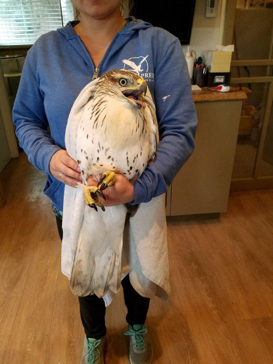 The Birds of Prey Foundation has cared for over 16,000 birds since it's inception in 1982. #Wildliferehab #FerruginousHawk #BirdsOfPrey