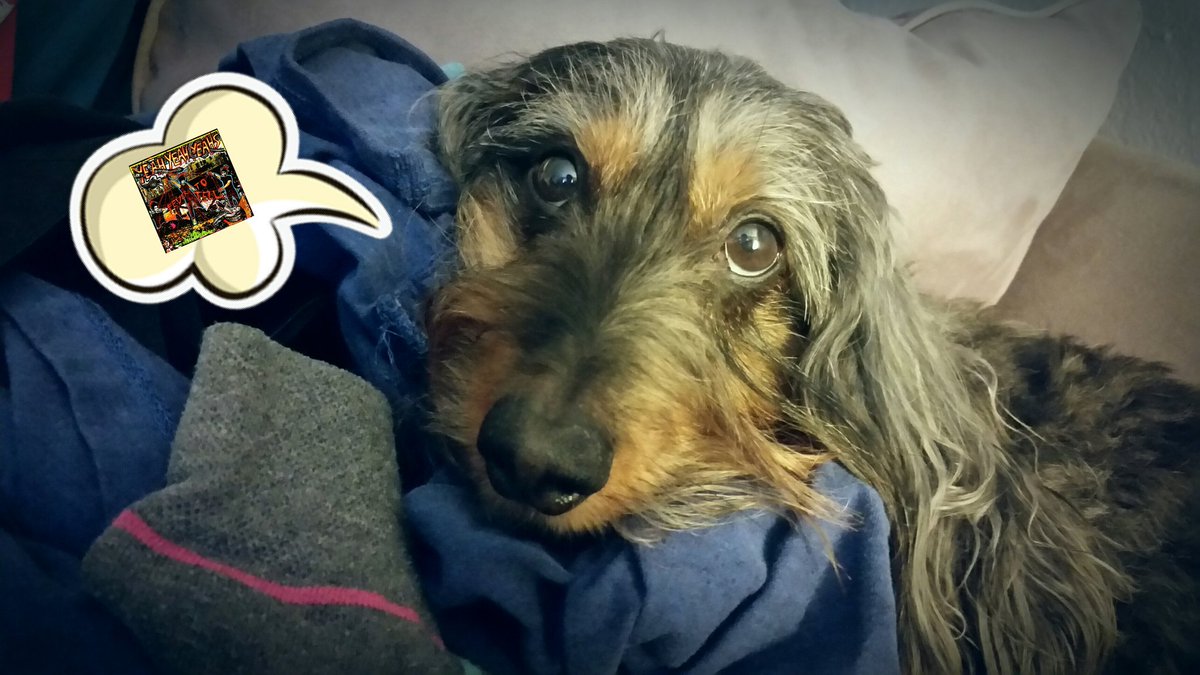 BB1111iful's tweet photo. #FeverToTail 🐕

"But how do I help you if we don't own the album yet, mom?" 🐶 

#YYYs 
#FeverToTell 
#PupProblems https://t.co/WpvoVSt63T