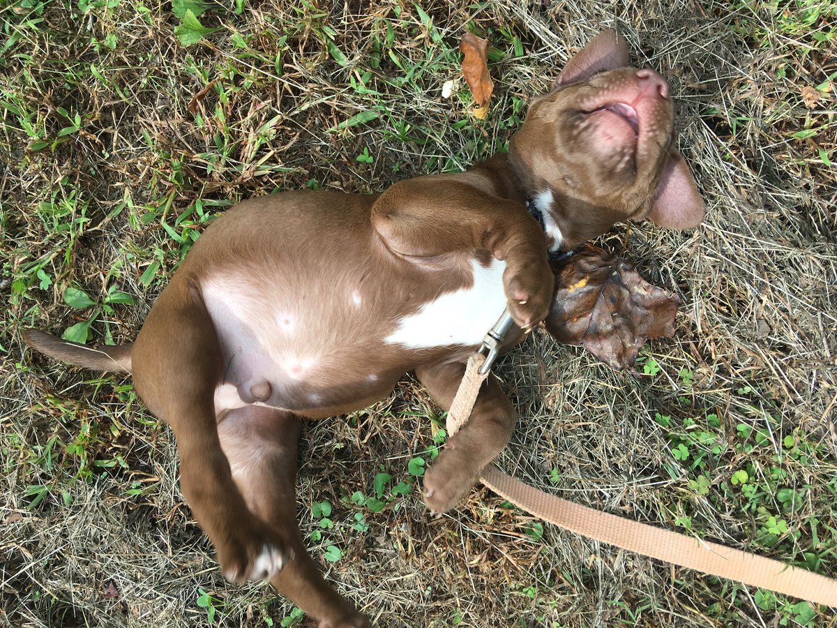 Wow_Shenanigans's tweet photo. Really?!? Roxy does the same thing on walks which is how she got the title Potatobull #ExerciseSucks #carrymepeasant #puppies #potatobulls https://t.co/uj2GVCJBZj