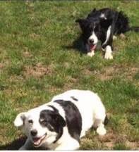 rosiedoc666's tweet image. SHEP black&amp;amp;wh #collie #MISSING #CF44 #Wales 31/8 #farm #Llwydcoed #Aberdare £500 #reward l.facebook.com/l.php?u=http%3…