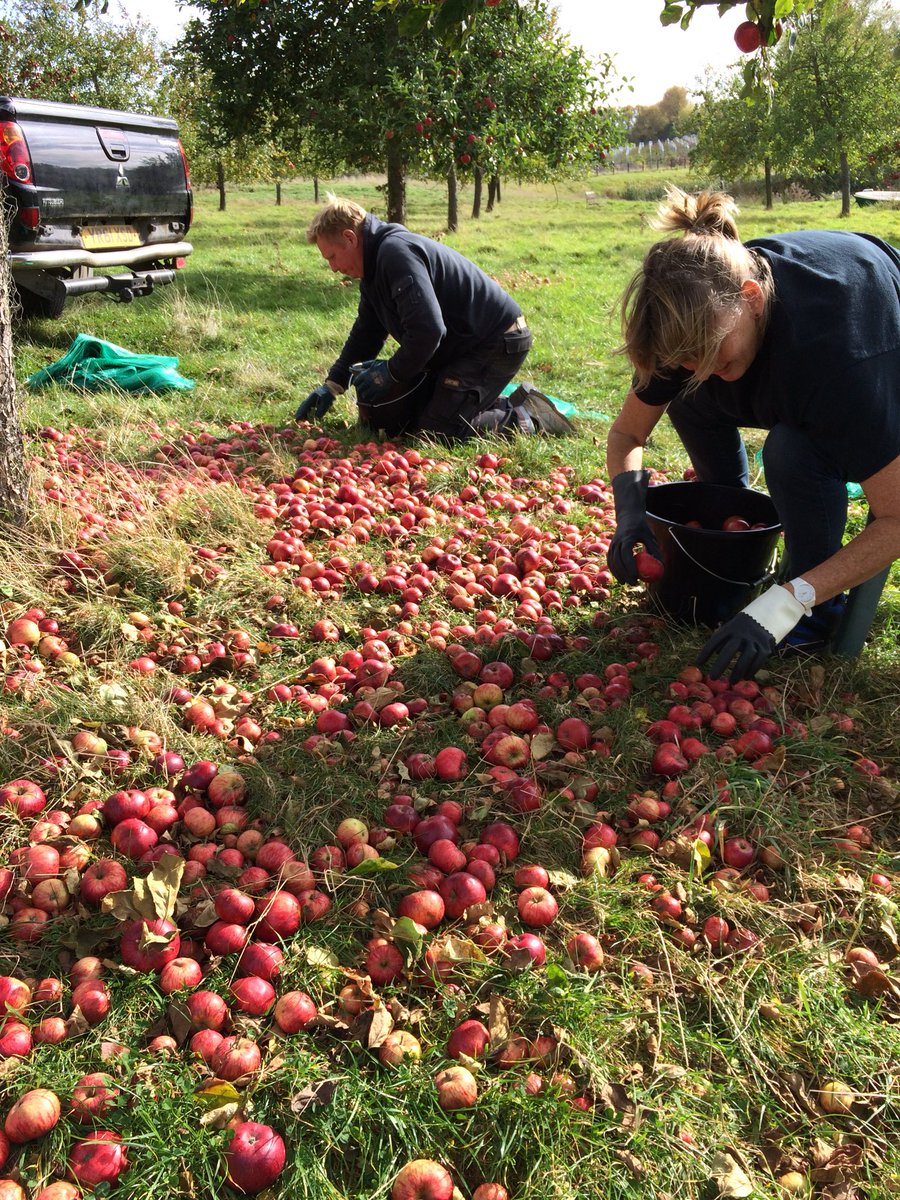 cwfrith's tweet photo. One tonne of cider fruit 🍎 &amp; 🍐 picked in a day for @bartestreecider in a beautiful traditional Herefordshire orchard. @BanburyUnitedFC next. https://t.co/WDkC2s9mVt