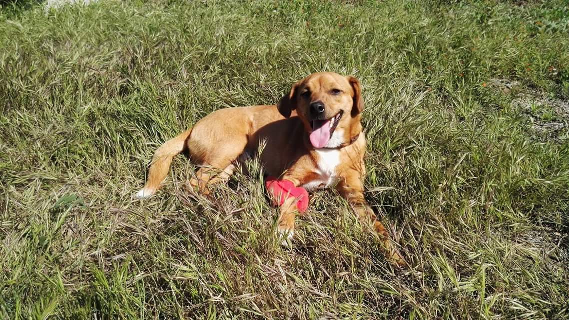 santuario_libre's tweet photo. 1 año con Bruno rescatado 💚

Nuestro zorrete preferido se salvó de morir atropellado en la carretera, ahora es el torbellino de la jauria 🐕 https://t.co/dBgNed872O