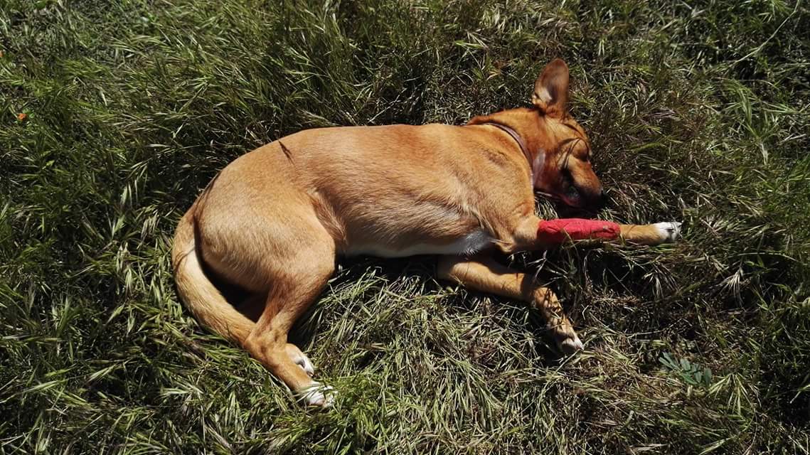 santuario_libre's tweet photo. 1 año con Bruno rescatado 💚

Nuestro zorrete preferido se salvó de morir atropellado en la carretera, ahora es el torbellino de la jauria 🐕 https://t.co/dBgNed872O