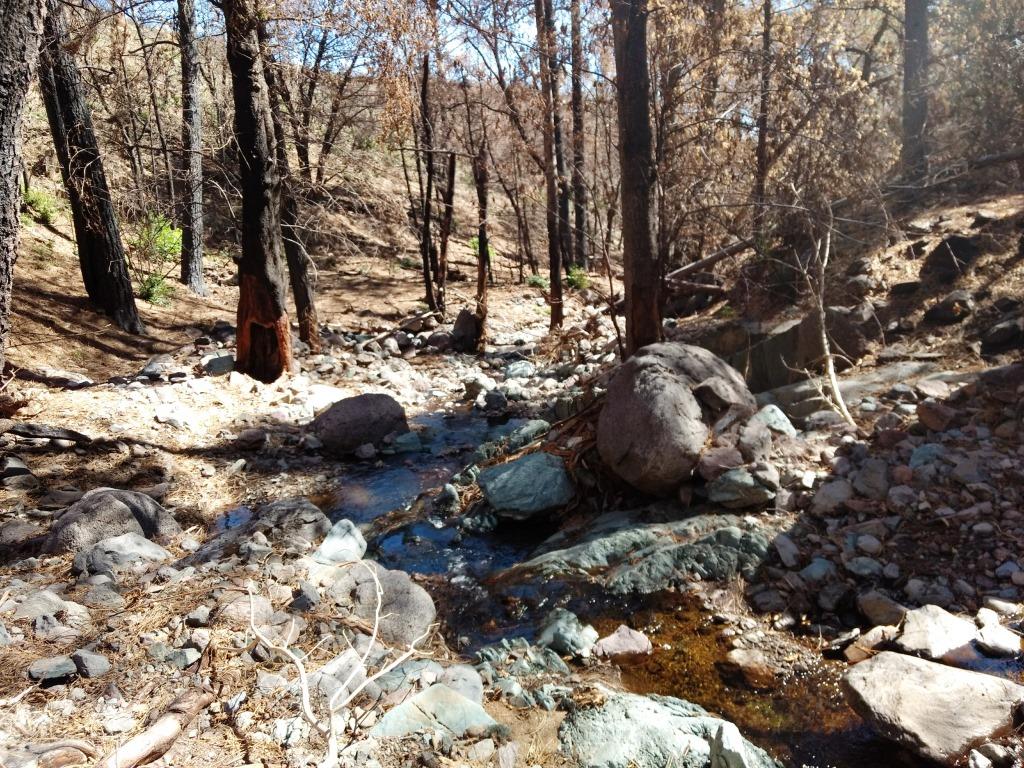 Inthecurrentaz's tweet image. Gila Trout Survey in Grapevine Creek - inthecurrent.org/field/gila-tro…