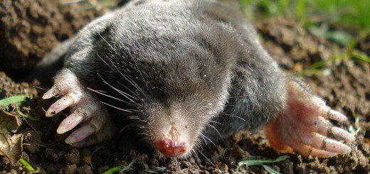 wildlife_posts's tweet image. In the Spotlight- the European Mole:

wildlifearticles.co.uk/in-the-spotlig…