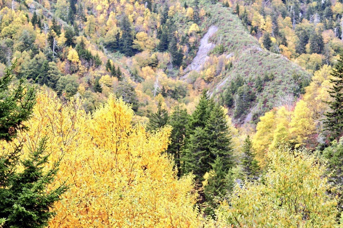 TravelGburg's tweet photo. Colors speak louder than words. #Fall #SmokyMountains https://t.co/zsDrmhOeoG