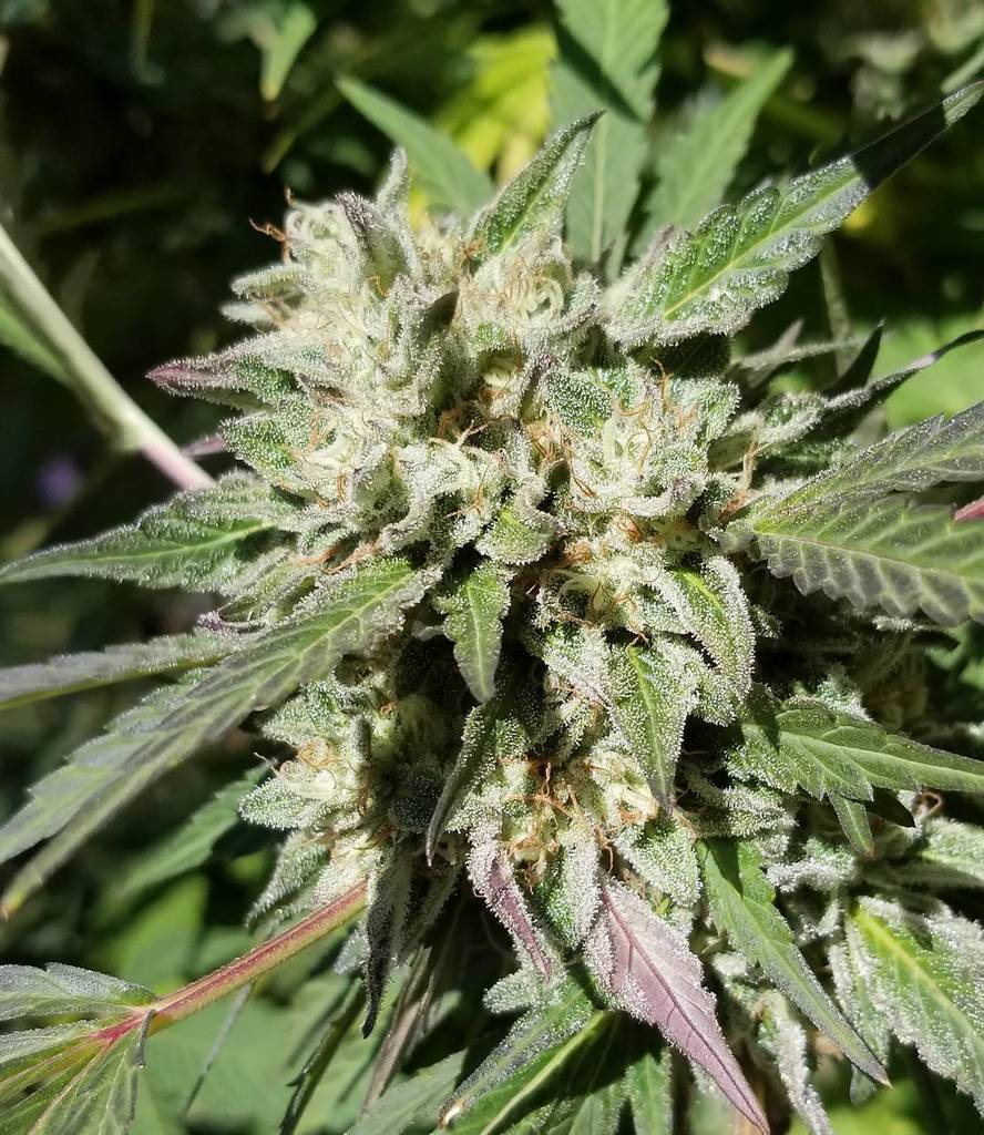DukeofErb's tweet photo. #gratefulbreath @ballerbillyseeds  cut

#fullorganic #sungrown
#dukeoferb #dukeoferbseeds #exotics #dank #designerweed #customcannabis 
#kn… https://t.co/neR2HPVpfN