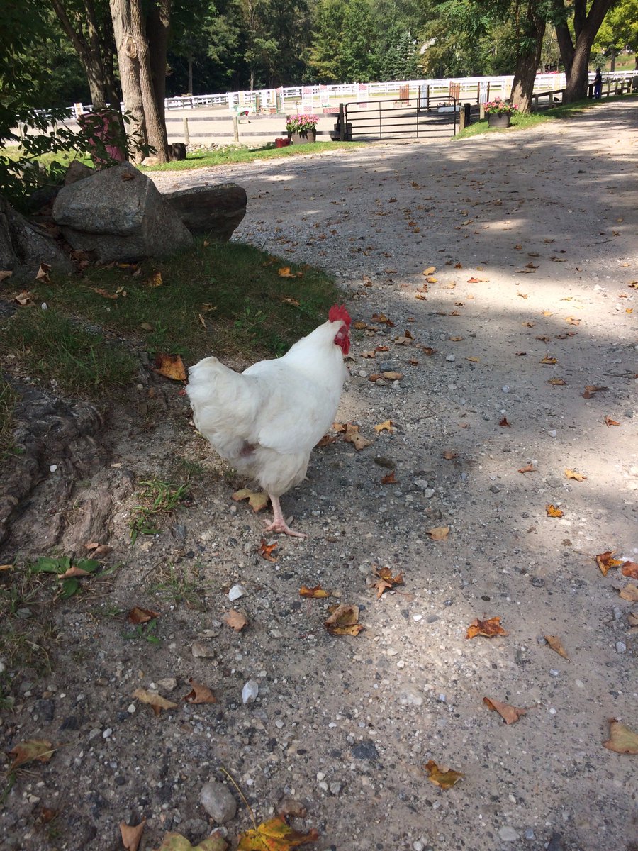 BettyLuvsHorses's tweet photo. It's always nice to be greeted by chickens roaming free at #horseriding #SummitFarm in #HorseCounty #NorthSalem, NY. https://t.co/z4VIe5BCML