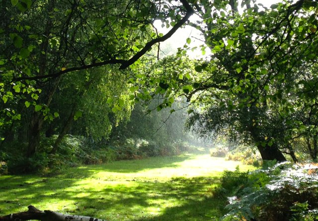 Forest_Commoner's tweet photo. The #NewForest supports a rich and diverse complex of habitats and wildlife. https://t.co/zS16OgK3Jh